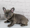 Photo №1. french bulldog - for sale in the city of Demene | Is free | Announcement № 41010
