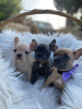 Photo №1. french bulldog - for sale in the city of Beringen | Is free | Announcement № 17020