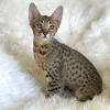 Photo №1. savannah cat - for sale in the city of Munich | negotiated | Announcement № 109232