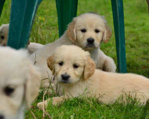 Photo №3. Golden Golden Retriever Puppies. Russian Federation