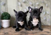 Photo №1. french bulldog - for sale in the city of Warsaw | 350$ | Announcement № 114820