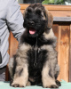 Photo №4. I will sell giant schnauzer in the city of Limanowa. breeder - price - negotiated