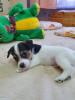 Photo №2 to announcement № 90655 for the sale of jack russell terrier - buy in Russian Federation breeder