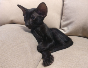 Photo №2 to announcement № 4756 for the sale of oriental shorthair - buy in Latvia private announcement, breeder