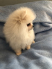 Photo №2 to announcement № 36353 for the sale of pomeranian - buy in Ireland private announcement