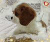 Additional photos: PROMISING GIRL Cavalier King Charles Spaniel