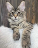 Photo №2 to announcement № 89767 for the sale of maine coon - buy in Australia private announcement