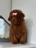 Additional photos: Toy Poodle Red Brown TEECUP