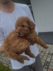 Additional photos: Miniature poodle for sale