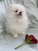 Photo №4. I will sell pomeranian in the city of Minsk.  - price - 2113$