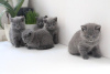 Photo №2 to announcement № 95796 for the sale of british shorthair - buy in Germany 