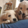 Additional photos: Healthy Golden Retriever Puppies available now