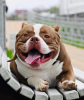 Additional photos: American bully kennel offers puppies for booking