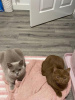 Photo №1. british shorthair - for sale in the city of Davos | 317$ | Announcement № 96592