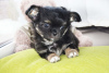 Photo №4. I will sell chihuahua in the city of Brest. from nursery, breeder - price - 1183$