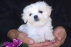 Photo №1. maltese dog - for sale in the city of Kuantan | 25000$ | Announcement № 23560