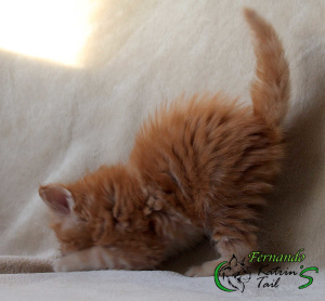 Photo №4. I will sell maine coon in the city of St. Petersburg. from nursery - price - 701$