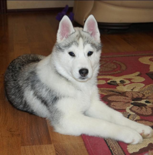 Additional photos: Selling beautiful puppies Siberian Husky