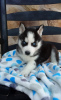 Photo №1. siberian husky - for sale in the city of Pforzheim | Is free | Announcement № 95096