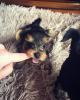 Photo №1. yorkshire terrier - for sale in the city of Kiev | 360$ | Announcement № 10419