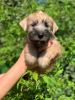 Photo №3. Beautiful purebred puppies for sale. Russian Federation