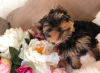 Photo №2 to announcement № 23725 for the sale of yorkshire terrier - buy in Germany 
