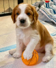 Photo №1. welsh springer spaniel - for sale in the city of Братислава | negotiated | Announcement № 117265