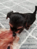 Additional photos: Yorkie baby face puppies