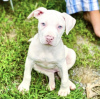Photo №2 to announcement № 103366 for the sale of american pit bull terrier - buy in United States from nursery