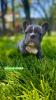 Additional photos: Hello french bulldog puppies for sale.