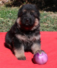 Photo №1. german shepherd - for sale in the city of Nice | 740$ | Announcement № 75855
