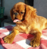 Photo №2 to announcement № 7787 for the sale of cavalier king charles spaniel - buy in Ukraine private announcement, from nursery