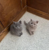 Photo №1. british shorthair - for sale in the city of Hong Kong | Is free | Announcement № 104066