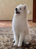 Photo №2 to announcement № 20561 for the sale of samoyed dog - buy in Russian Federation from nursery