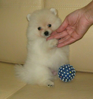 Photo №2 to announcement № 4941 for the sale of german spitz - buy in Belarus private announcement
