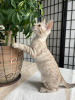 Photo №1. bengal cat - for sale in the city of Флоренция | negotiated | Announcement № 25660