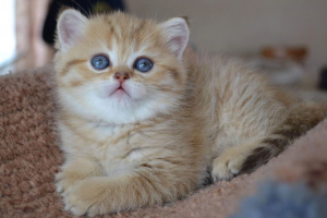 Photo №3. Scottish golden chinchilla kittens for sale, kittens born on. Russian Federation