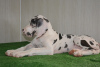 Photo №2 to announcement № 34910 for the sale of great dane - buy in Russian Federation from nursery, breeder