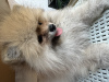 Photo №3. Pomeranian Spitz. Boy. Turkey