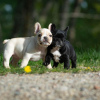 Additional photos: french bulldog