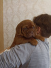 Photo №2 to announcement № 37535 for the sale of dogue de bordeaux - buy in Belarus from nursery