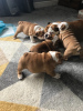 Photo №3. Vaccinated English bulldog puppies available for sale. Netherlands