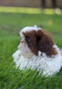 Photo №1. shih tzu - for sale in the city of Arizona | 400$ | Announcement № 114988