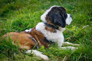 Photo №4. I will sell st. bernard in the city of Myadel.  - price - 541$