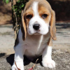 Photo №3. beagle puppies looking. Germany