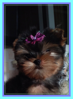 Photo №4. I will sell yorkshire terrier in the city of Moscow. breeder - price - 403$