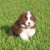 Photo №1. border collie - for sale in the city of Berlin | Is free | Announcement № 126907