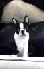 Photo №3. Boston terrier. Russian Federation