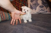 Photo №2 to announcement № 107552 for the sale of maltese dog - buy in Austria private announcement