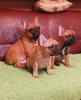 Additional photos: French bulldog puppies